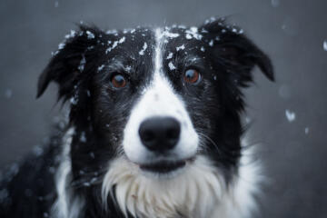 a dog